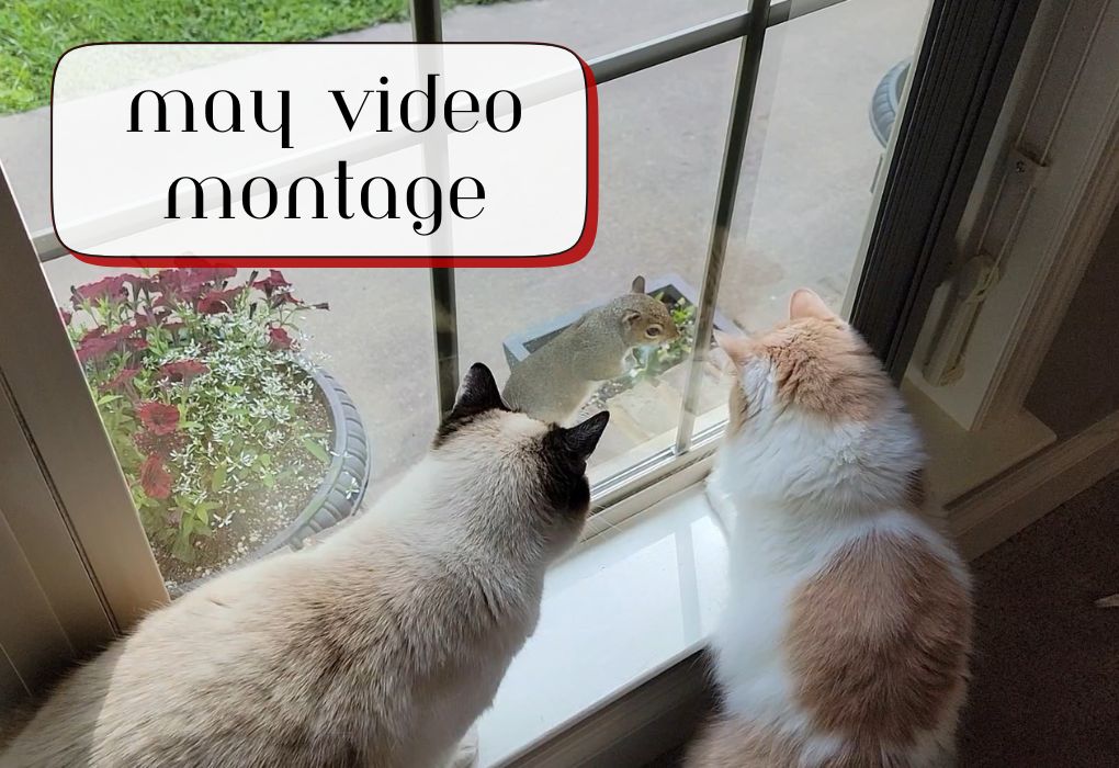 May Video Montage
