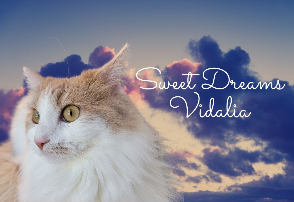 Sweet Dreams Vidalia